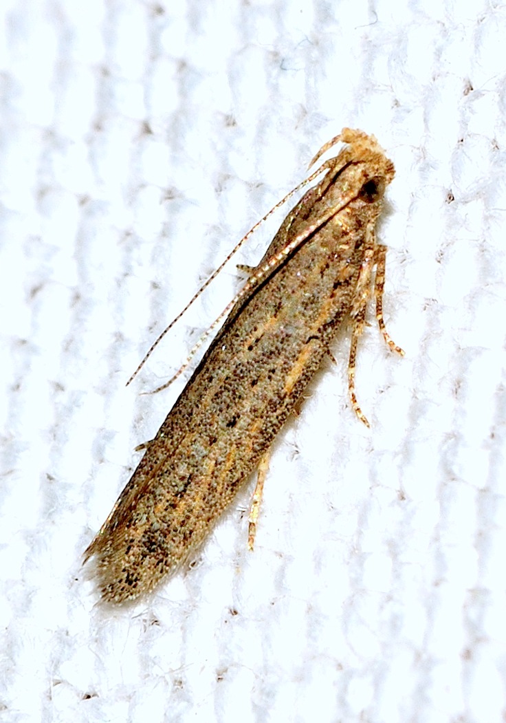 Gelechiidae n 4